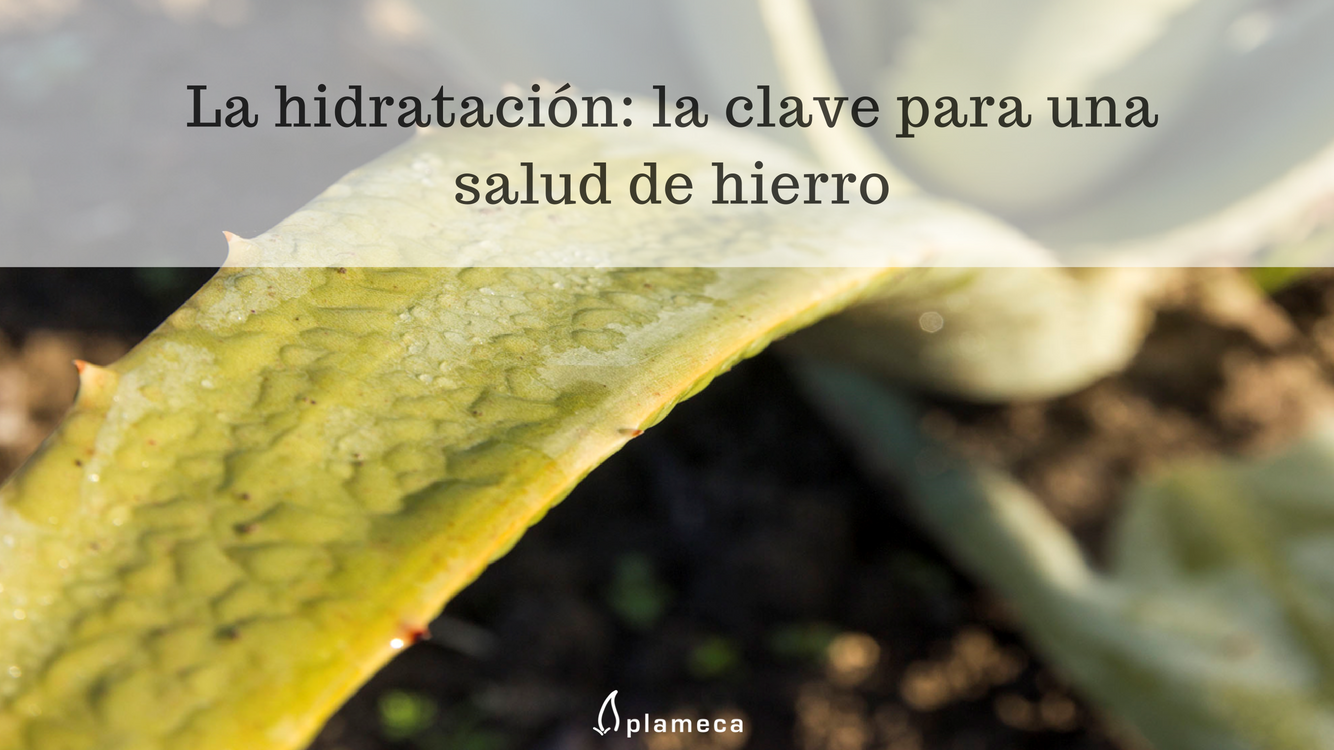 Discover the 5 main benefits of drinking Aloe Vera | Plameca, S.A.