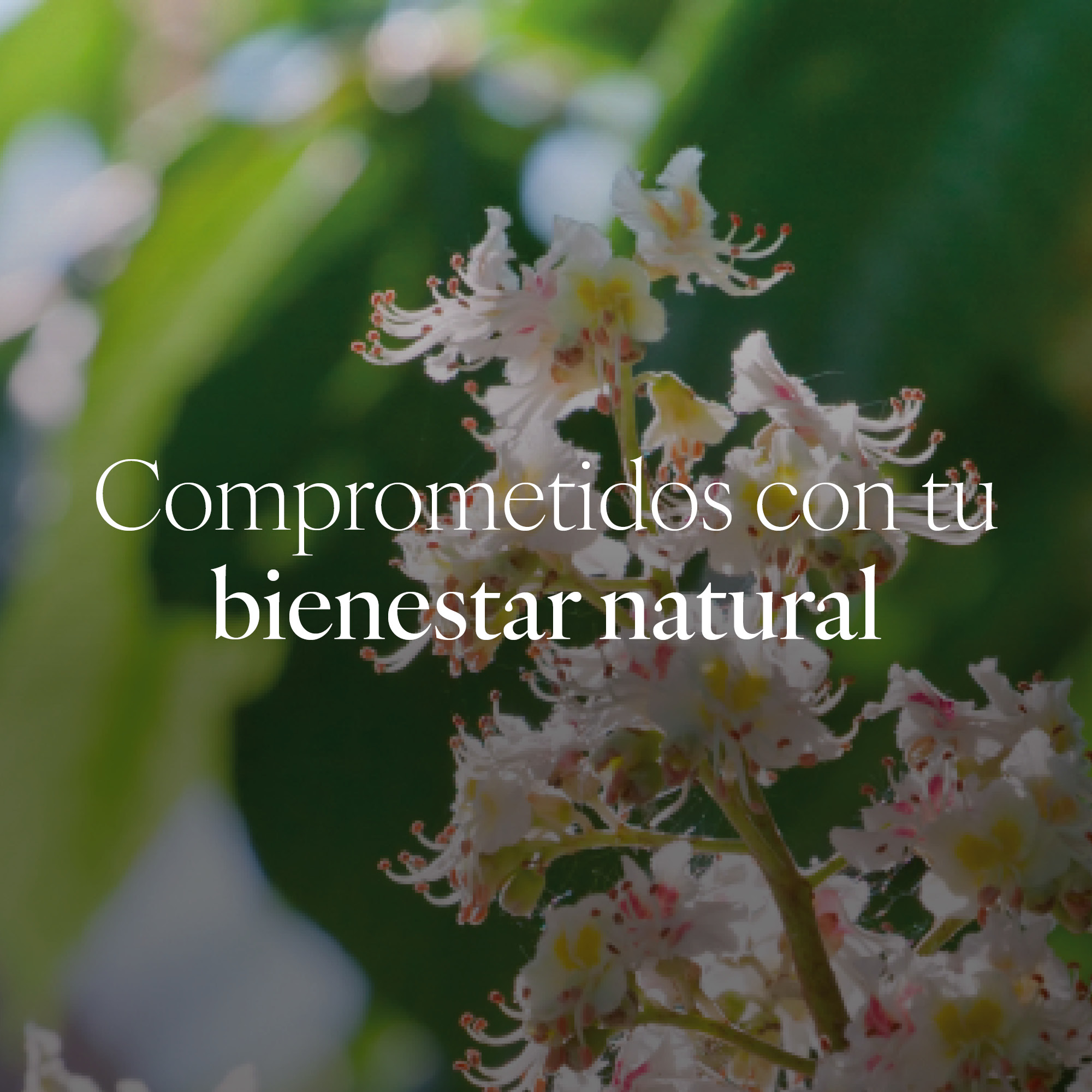 Capsudiet Horse chestnut