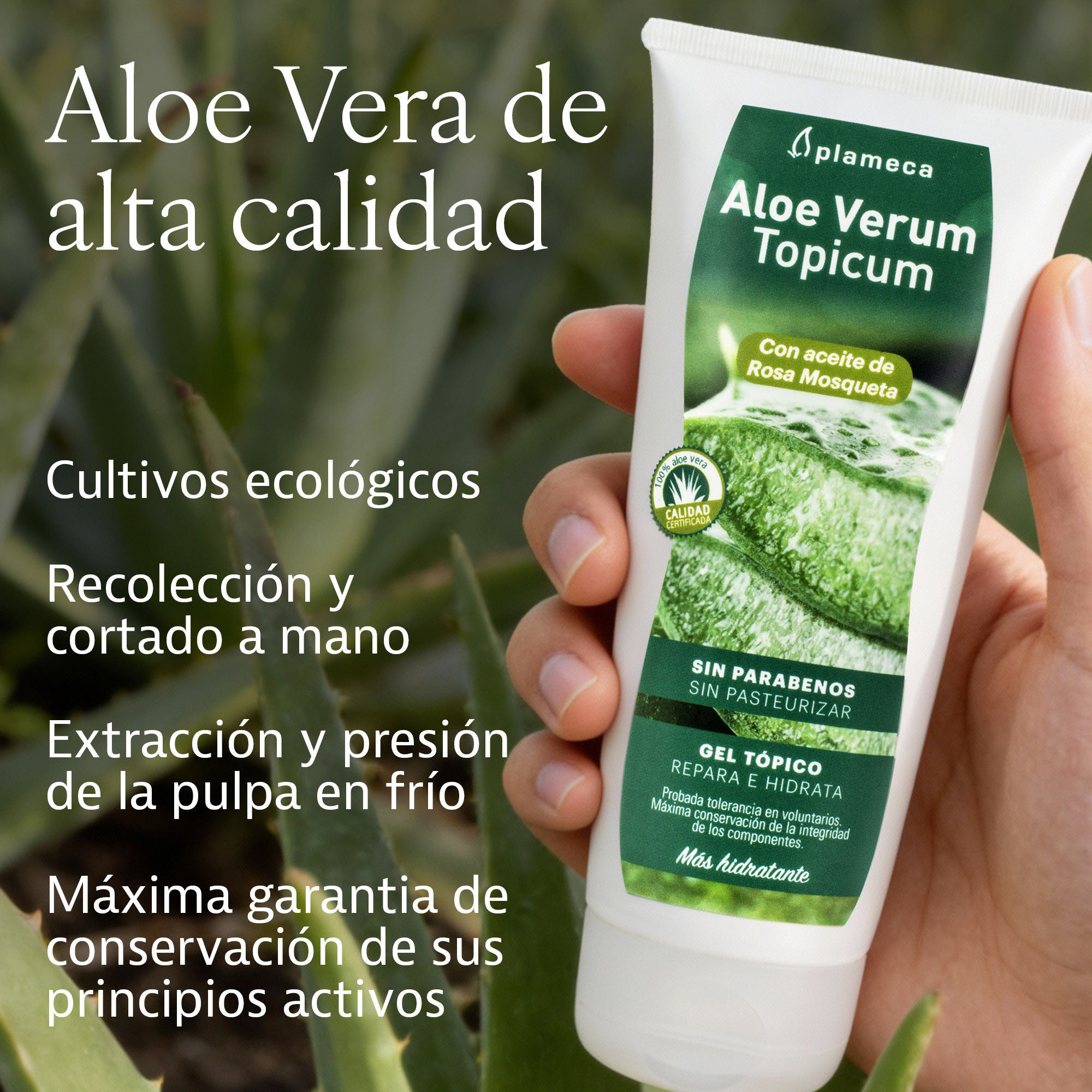 Aloe Vera topique