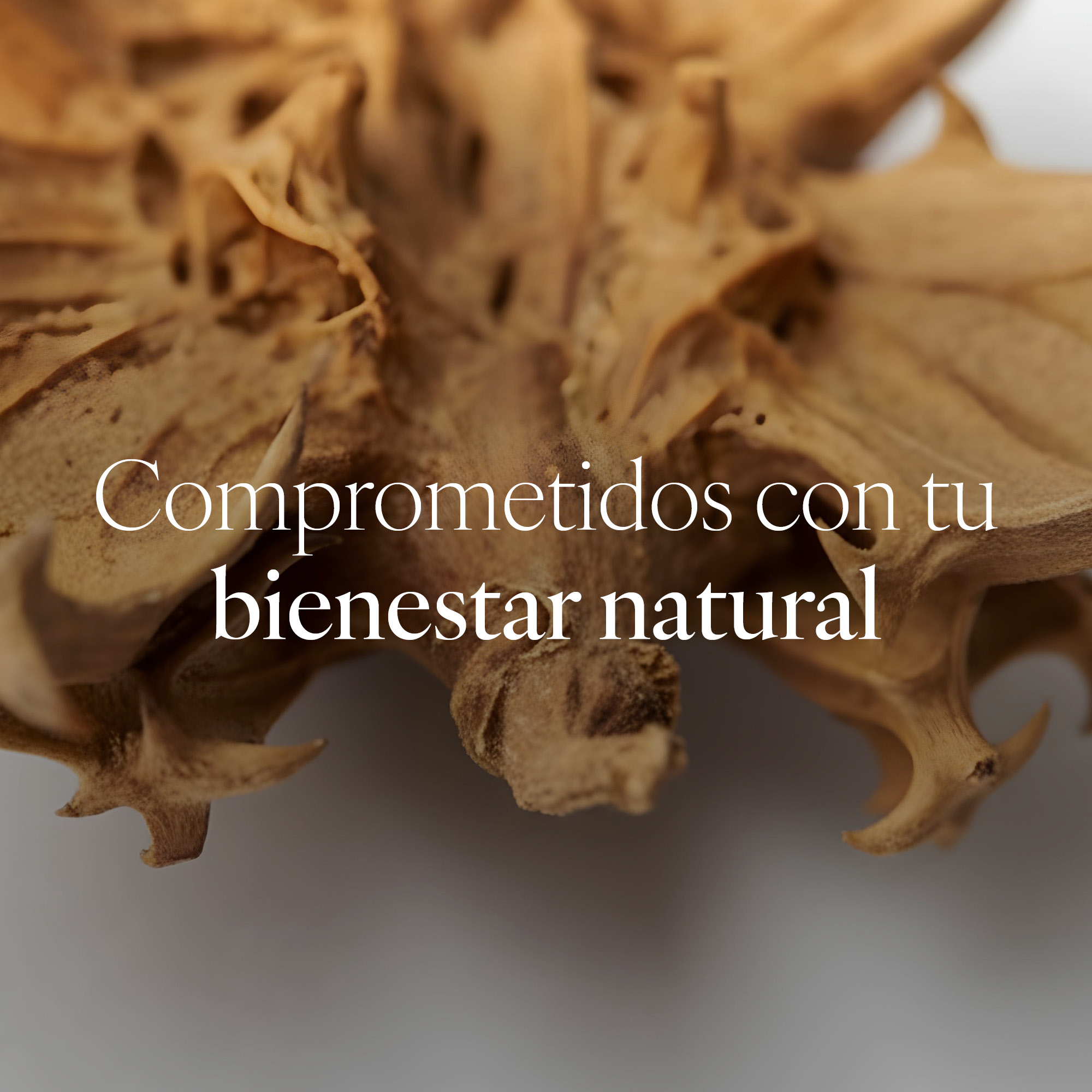 Capsudiet Harpagofito