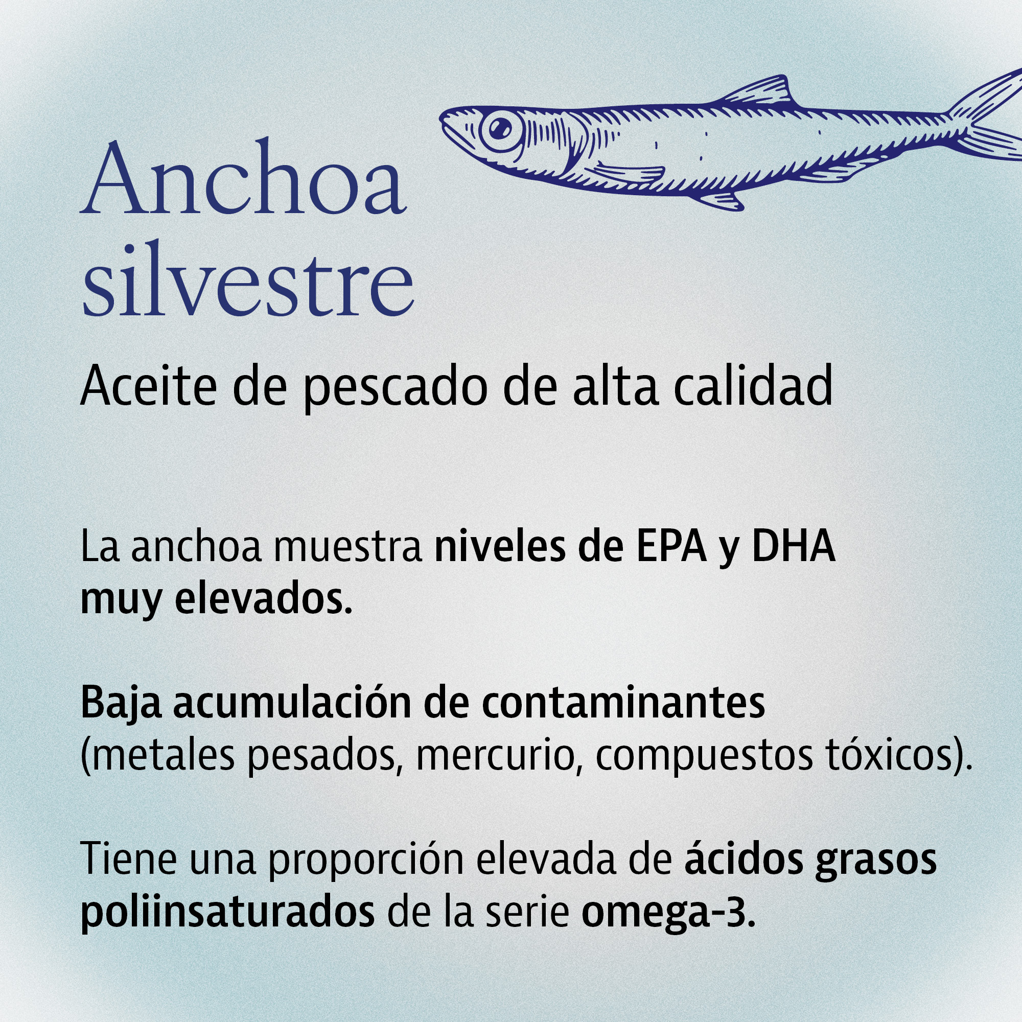 anchoa silvestre