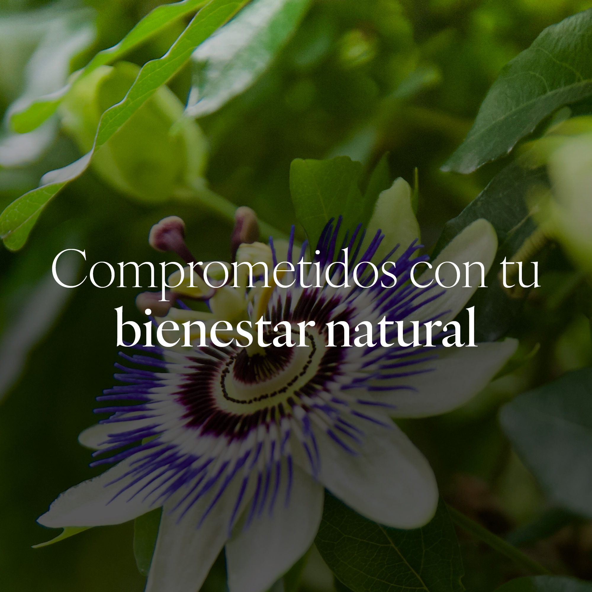 Passiflora Capsudiet