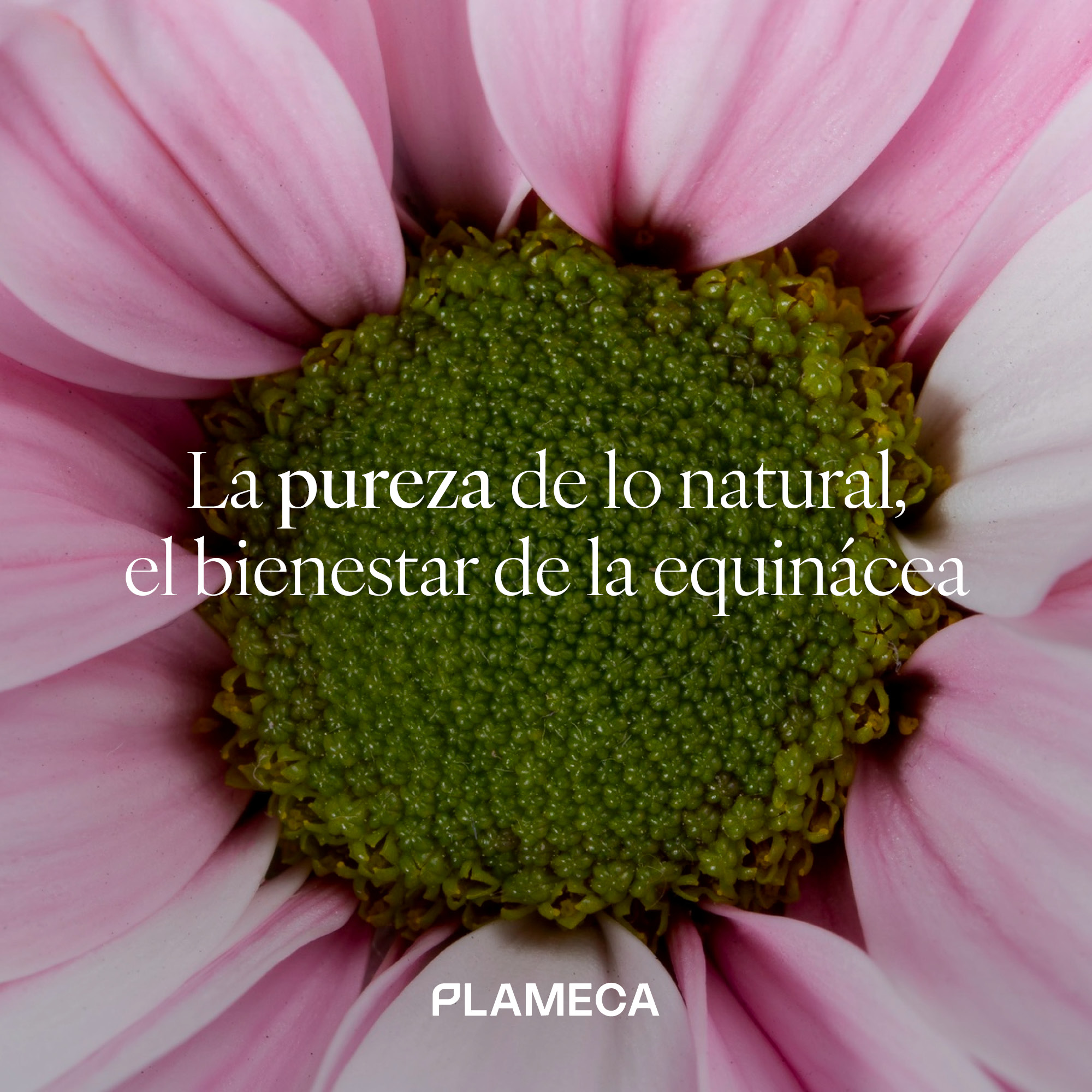 Protecció de l'equinàcia