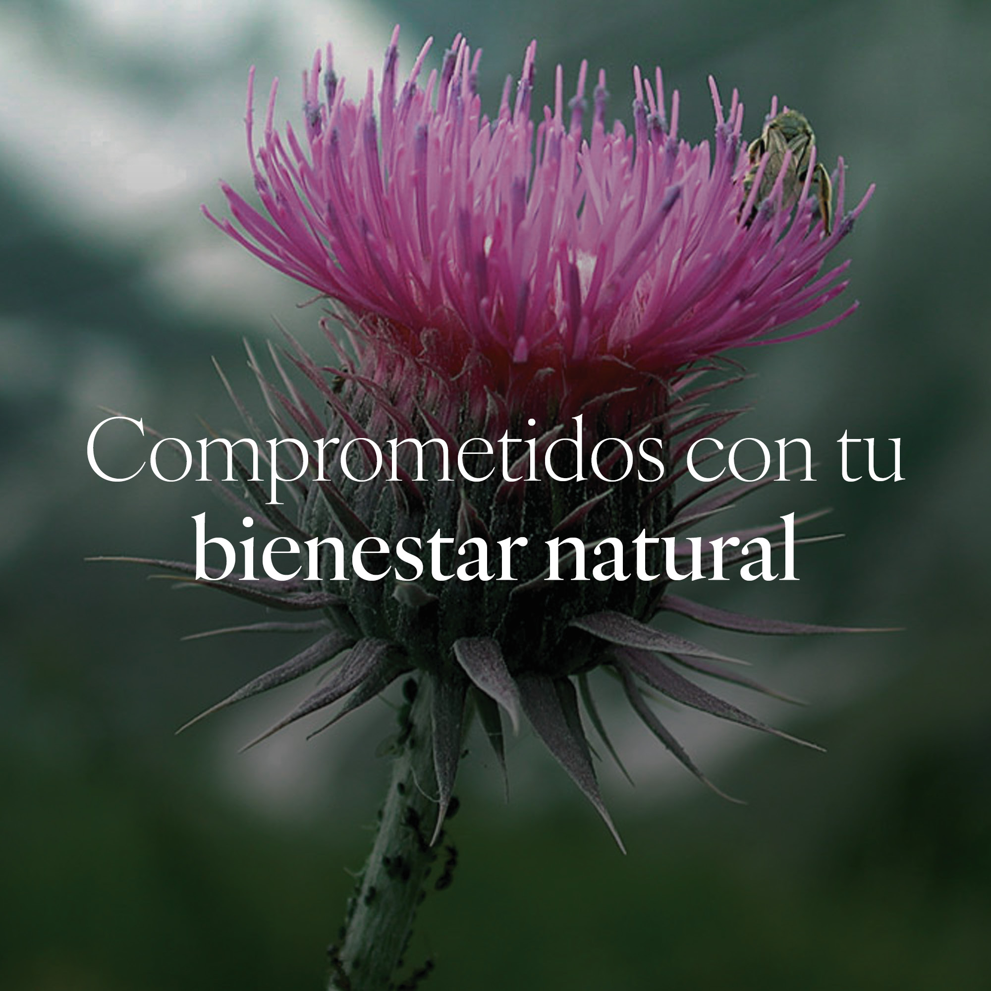 Capsudiet Milk Thistle