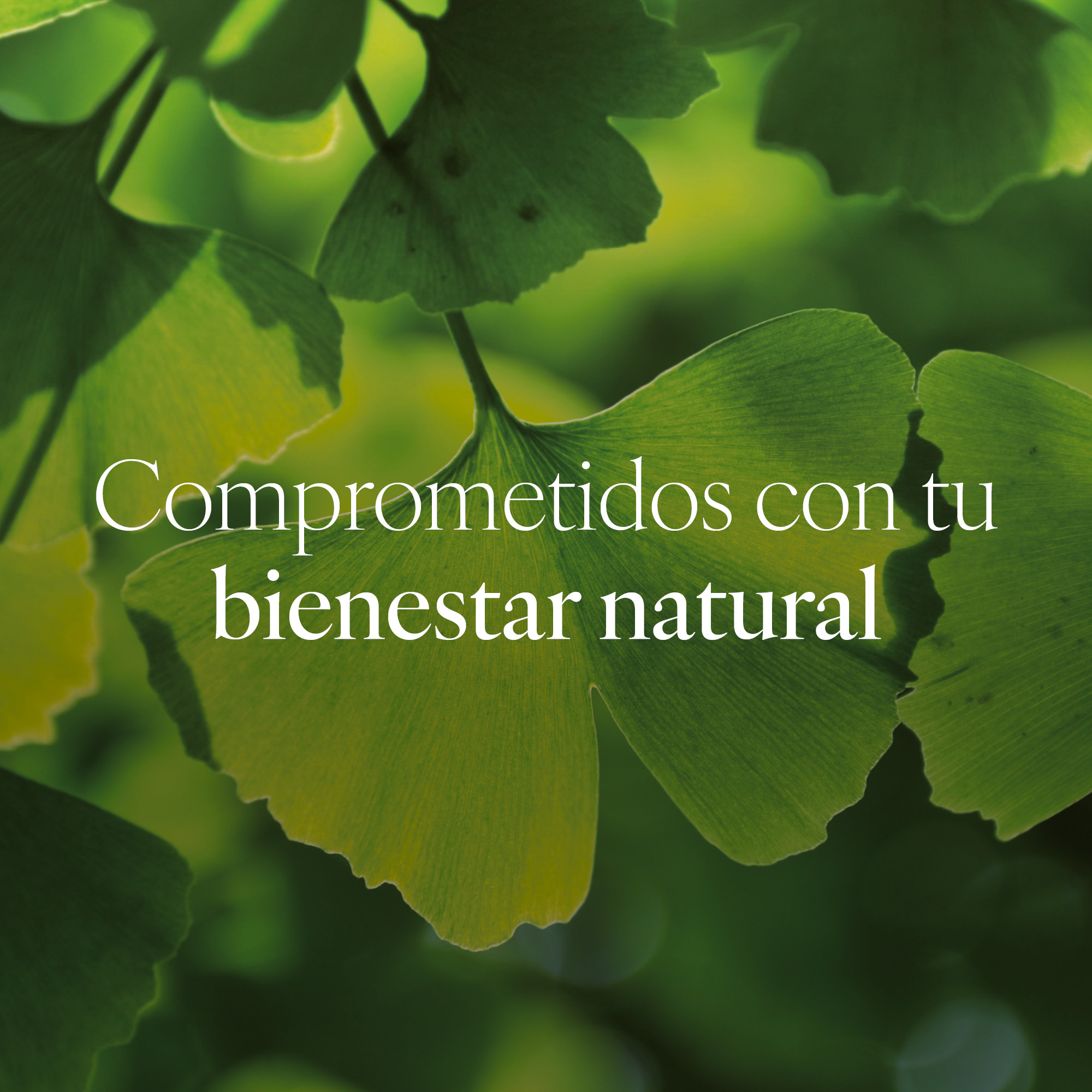 Capsudiet Ginkgo Biloba