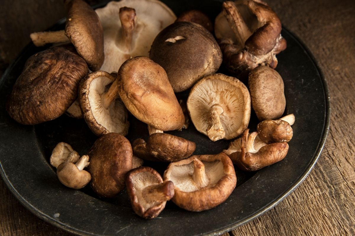 Shiitake uses and properties of the trendy mushroom Blog de Plameca